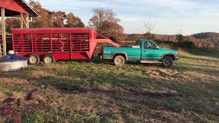 Hauling Cattle to a New Field [upl. by Anigar]