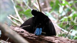 Victorias Riflebird Dancing  Pioneer Cottage [upl. by Alleuqcaj]