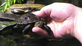 Ocadia Sinensis  Chinese Stripe Necked turtle [upl. by Mlawsky]