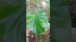 Monstera deliciosa plant [upl. by Solberg484]