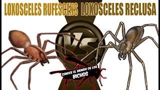 LOXOSCELES RUFESCENS VS LOXOSCELES RECLUSA [upl. by Valida]