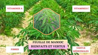 BIENFAITS DU FEUILLE DE MANIOC [upl. by Mcmaster60]