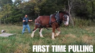 WHY HARNESS Clydesdale Horse Training Progress [upl. by Huxley]