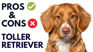 Nova Scotia Duck Tolling Retriever Dog Pros and Cons  Toller Retriever Advantages and Disadvantages [upl. by Ecined]