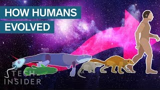 Incredible Animation Shows How Humans Evolved From Early Life [upl. by Standley]