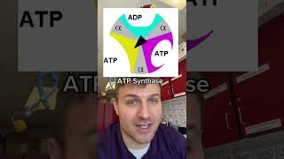 ATP Synthase [upl. by Lewin]