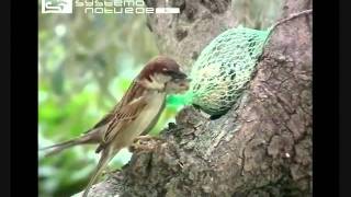 Birdgardening  Passero europeo Passer domesticus  House Sparrow [upl. by Amat]