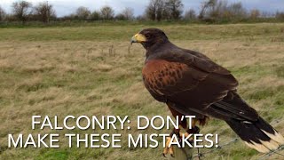 TOP 3 novice mistakes BEFORE getting a hawk [upl. by Marjory]