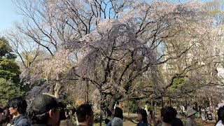 Japan Kanto Tokyo Rikugien Gardens Weeping Cherry Blossom and Somei Yoshino Sakura [upl. by Peppel]