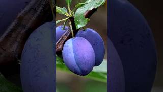 Plumtastic 5 Fascinating Facts About This Delicious Fruit [upl. by An]