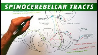 Spinocerebellar tracts  Neuroanatomy Tutorial  Ascending pathways [upl. by Sitnik821]