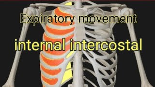 Expiratory movement internal intercostal muscle [upl. by Yasu308]