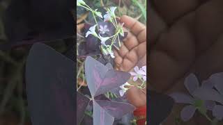 Oxalis Triangularis Plant beautiful flowersleaves cutegardeningshortscreativesweethome ❤️🤗🥰🎉 [upl. by Herbie]