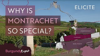 The Most Expensive White Wines In The World A Guide To Montrachet Wines [upl. by Nola97]