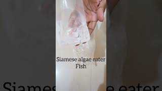 online fish reached safely  Fish unboxing new betta fish setup zebra danios fishlove fishlovers [upl. by Odlanir]