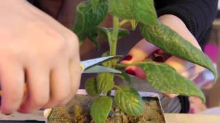 How to Prune Chili Pepper Plants [upl. by Sekofski]