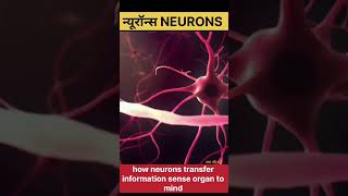 Neuronsन्यूरॉनhow neurons transmit informationneuron diagram shorts short viralvideo trending [upl. by Alyat689]