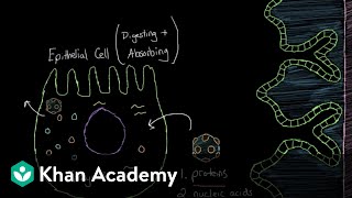 What is viral gastroenteritis  Gastrointestinal system diseases  NCLEXRN  Khan Academy [upl. by Ahtel]