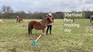 Shetland Pony Training Day TV EP 427 [upl. by Esac]