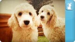 Poodle Puppies  Puppy Love [upl. by Mouldon797]