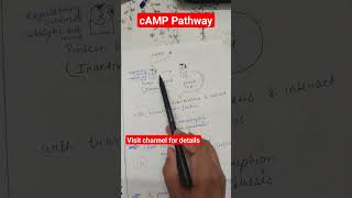 cyclic amp pathway gpcr signal transduction shots [upl. by Lemej]