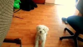 Perrito poodle jugando y ladrando [upl. by Alves832]