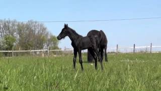 Petite poulichette Des Brumières arabo frison X Barock Pinto [upl. by Regdirb]