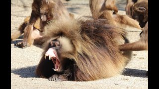 Le bâillement est contagieux chez les singes géladas aussi [upl. by Eledoya989]