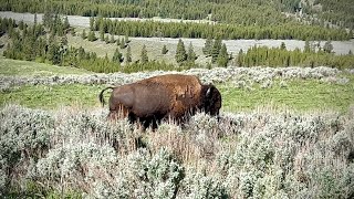 A Bison on our Trail [upl. by Avis]