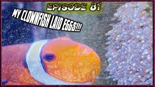 My Clownfish Laid Eggs [upl. by Anirda134]