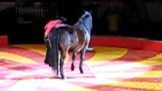 Shrine circus edmonton2 [upl. by Yor]