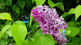 🍀🌸🌿 Planting a Lilac Bush From Seed Made Easy [upl. by Carmelo]