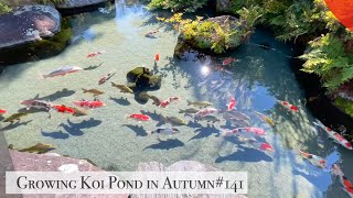 Growing Koi Pond in AutumnIsawa Yamanashi [upl. by Sauers]