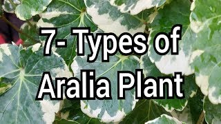 Varieties of Aralia plant with care [upl. by Ednutey121]