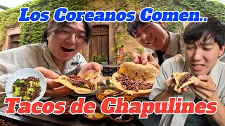 Los COREANOS comen TACOS de CHAPULINES [upl. by Middleton]