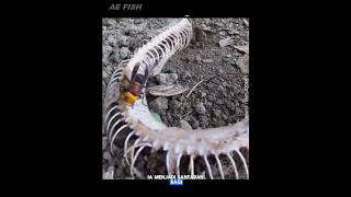 Tawon raksasa asia vs ular cobra  animals [upl. by Edyaj]