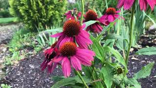 Planting Coneflowers [upl. by Eula]