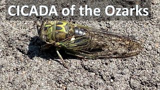 CICADA Close Up from the Ozarks [upl. by Itnava472]