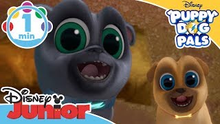 Puppy Dog Pals  Dig Song  Disney Junior UK [upl. by Claudetta105]