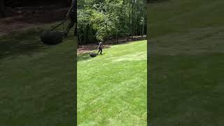 Zeon Zoysia Sod Installed In Backyard [upl. by Nyla861]