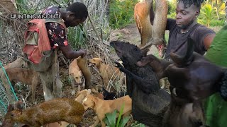 Best Agouti Hunting Catch Easy With Dogs Beze Hunting [upl. by Dash]