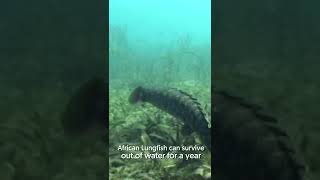 The African Lungfish  Underground Survivalist Fish  Facts  shorts animalplanet [upl. by Sidwel231]