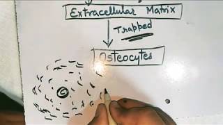 Osteoblast Osteoclast Osteocyte and Osteogenic Cells For NEET NURSING MEDICAL Students [upl. by Eetnod]