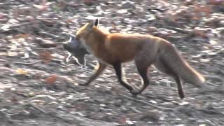 FOX CATCHES SQUIRREL [upl. by Olrak]