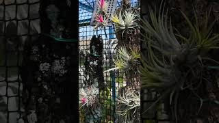 Tillandsia Ionantha 1 [upl. by Iggie]