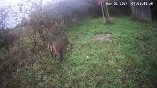 Buck Muntjac in Great Bradley [upl. by Roxine]