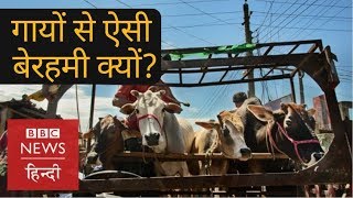 Smuggling of Cows from India to neighbouring country BBC Hindi [upl. by Ahsinav]