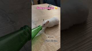 Soda içen hamster Mimuy 🙄 hamsters [upl. by Ibrad345]