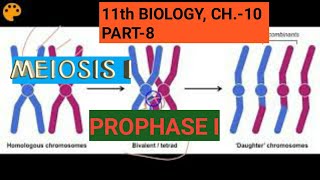 Class 11 biology Ch10Part8Meiosis IProphase IStudy with Farru [upl. by Haakon]