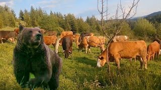 MEDVJED NAPO KRAVE U ISPAŠI NA PLANINI ČOVJEK GA JEDVA OTJEROBiH [upl. by Arikat963]